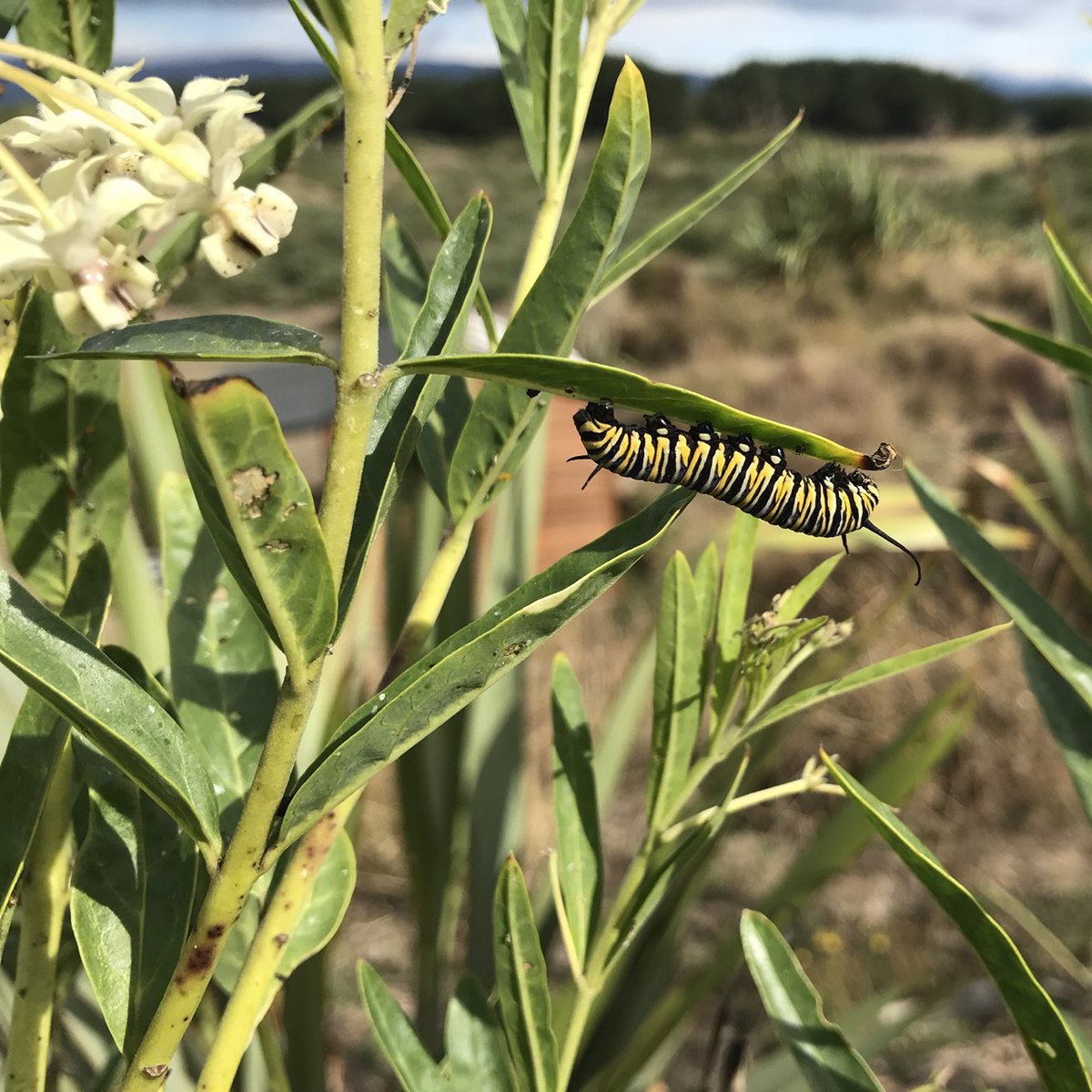 Closeup of a caterpillar on a plant. 